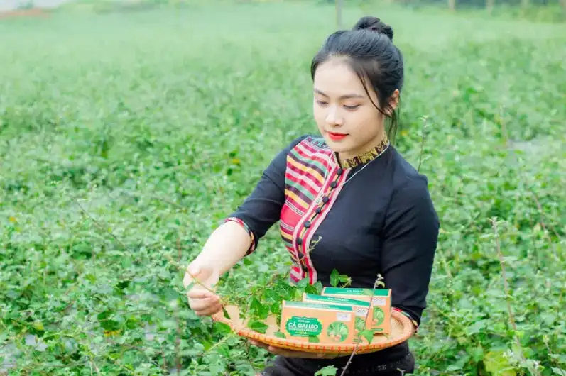 Cà gai leo trà túi lọc giải pháp tự nhiên hỗ trợ giải độc gan hiệu quả