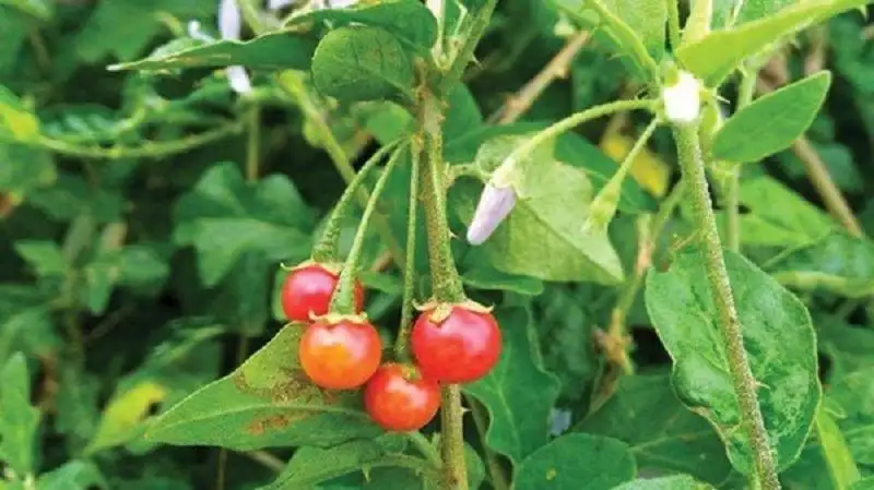 Cà gai leo dược liệu thiên nhiên hỗ trợ điều trị viêm gan và xơ gan