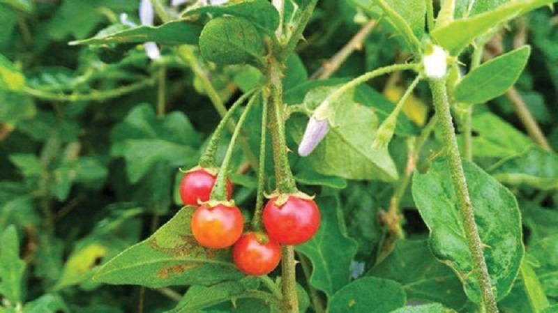 Bảo vệ gan cà gai leo bí quyết từ thiên nhiên