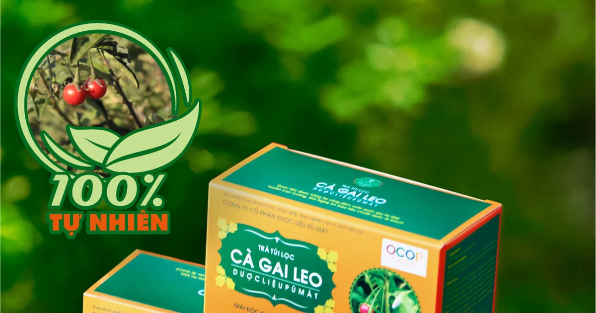 Cà gai leo Pù Mát thảo dược quý cho gan khỏe mỗi ngày