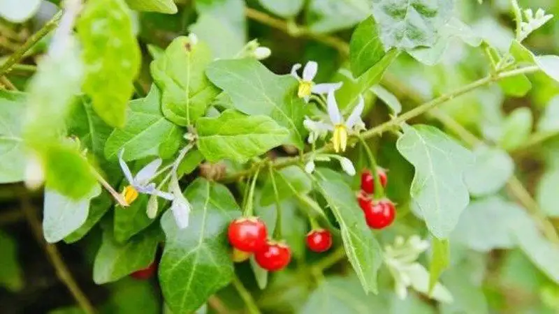 Cà gai leo dược liệu thiên nhiên hỗ trợ điều trị viêm gan và xơ gan