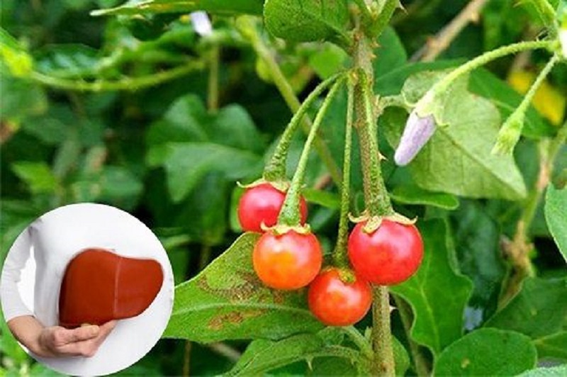 Bảo vệ gan cà gai leo bí quyết từ thiên nhiên