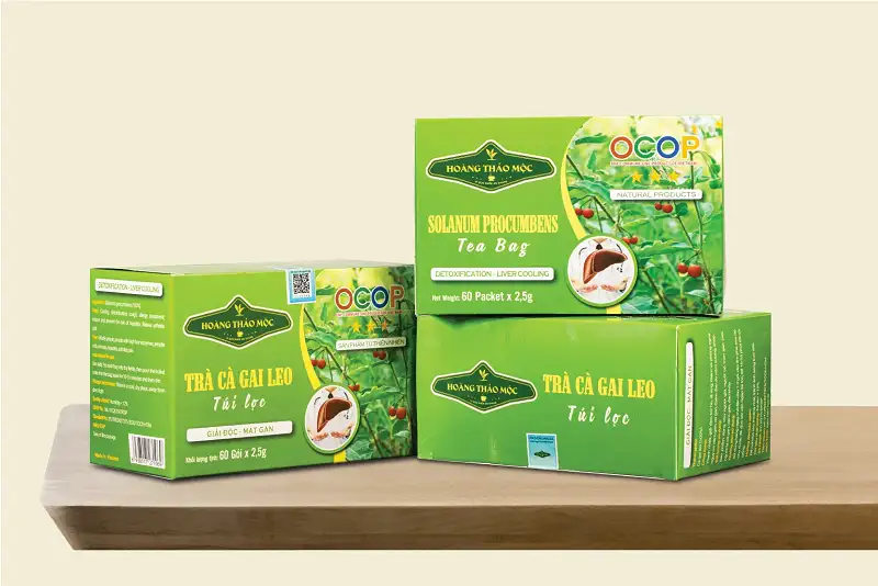 Cà gai leo trà túi lọc giải pháp tự nhiên hỗ trợ giải độc gan hiệu quả