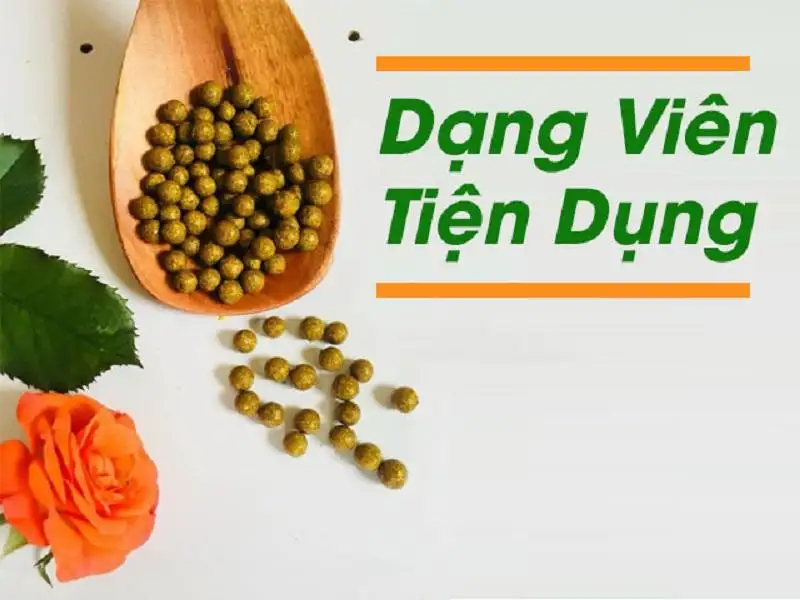 Cà gai leo dạng viên giải pháp bảo vệ gan tiện lợi và hiệu quả