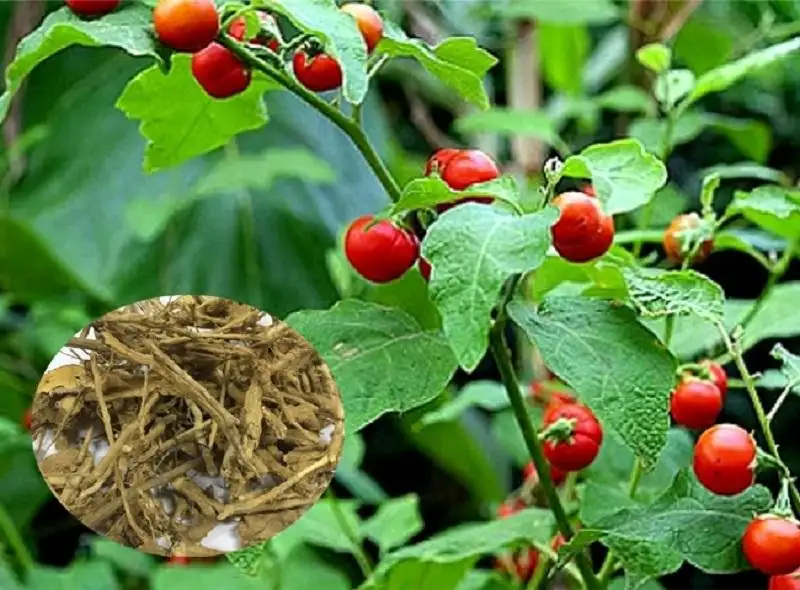 Tác dụng của cà gai leo rừng trong hỗ trợ điều trị viêm gan