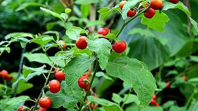 Tác dụng của cà gai leo rừng trong hỗ trợ điều trị viêm gan