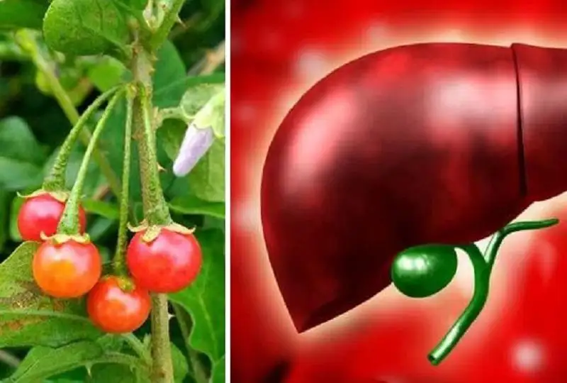 Cà gai leo dược liệu thiên nhiên hỗ trợ điều trị viêm gan và xơ gan