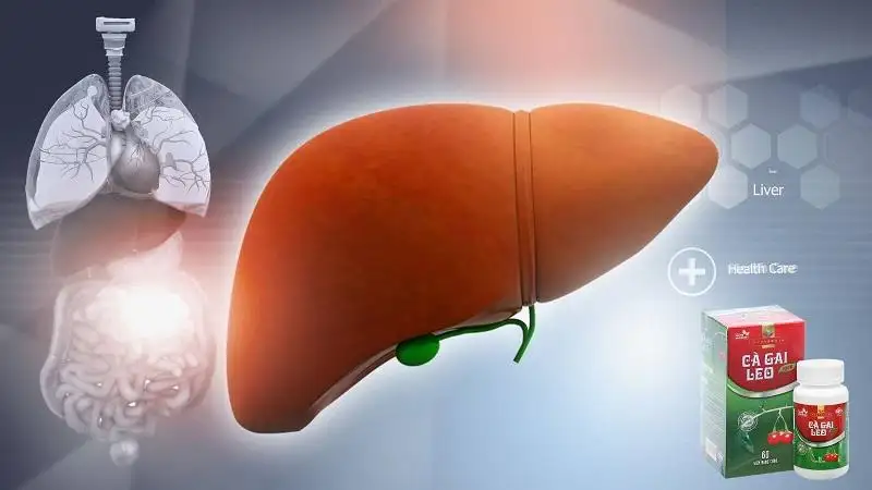 Những ai không nên uống cà gai leo giải độc gan