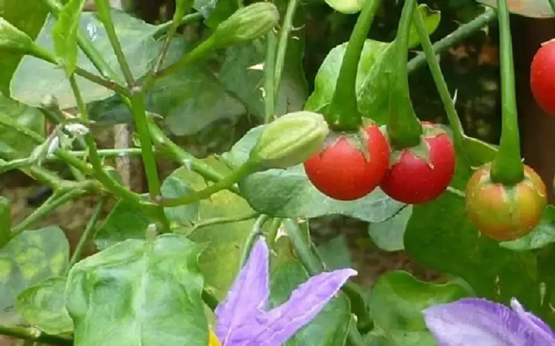 Cà gai leo trị bệnh gan giải pháp hỗ trợ cho người viêm gan