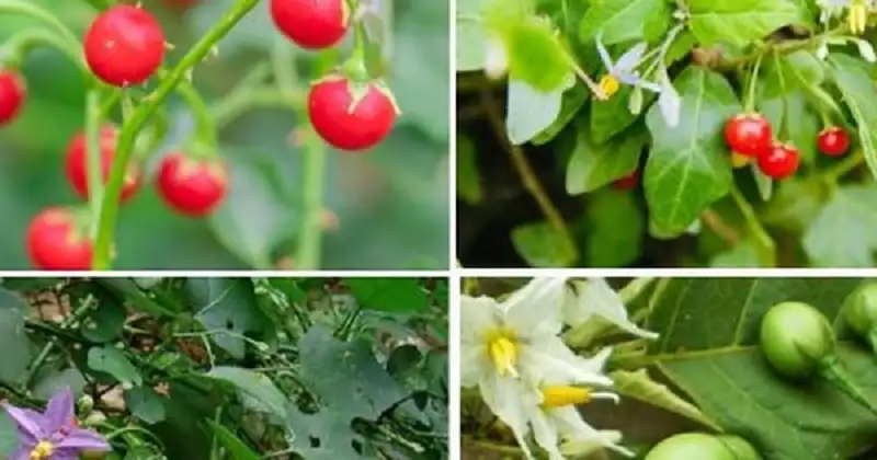 Cà gai leo trị bệnh gan giải pháp hỗ trợ cho người viêm gan