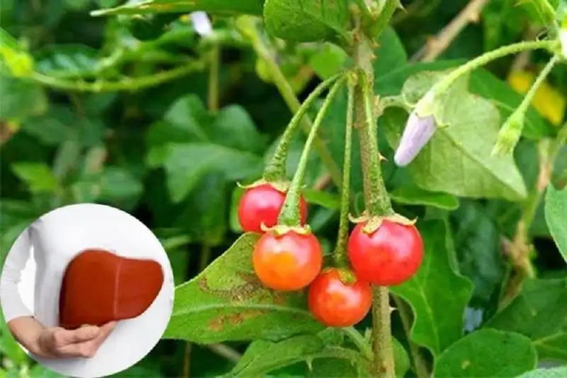 Báo giá cà gai leo mới nhất năm 2025 mua ở đâu giá tốt?