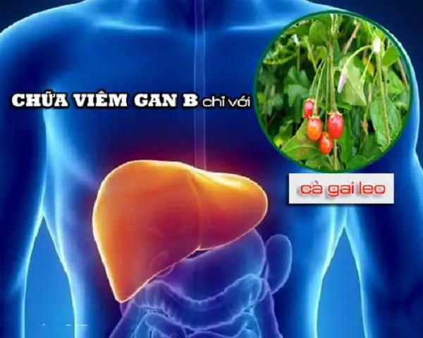 Cà gai leo trị bệnh gan giải pháp hỗ trợ cho người viêm gan