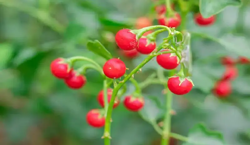 Cà gai leo trị bệnh gan giải pháp hỗ trợ cho người viêm gan